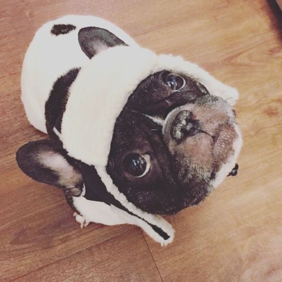 frenchiepoo1